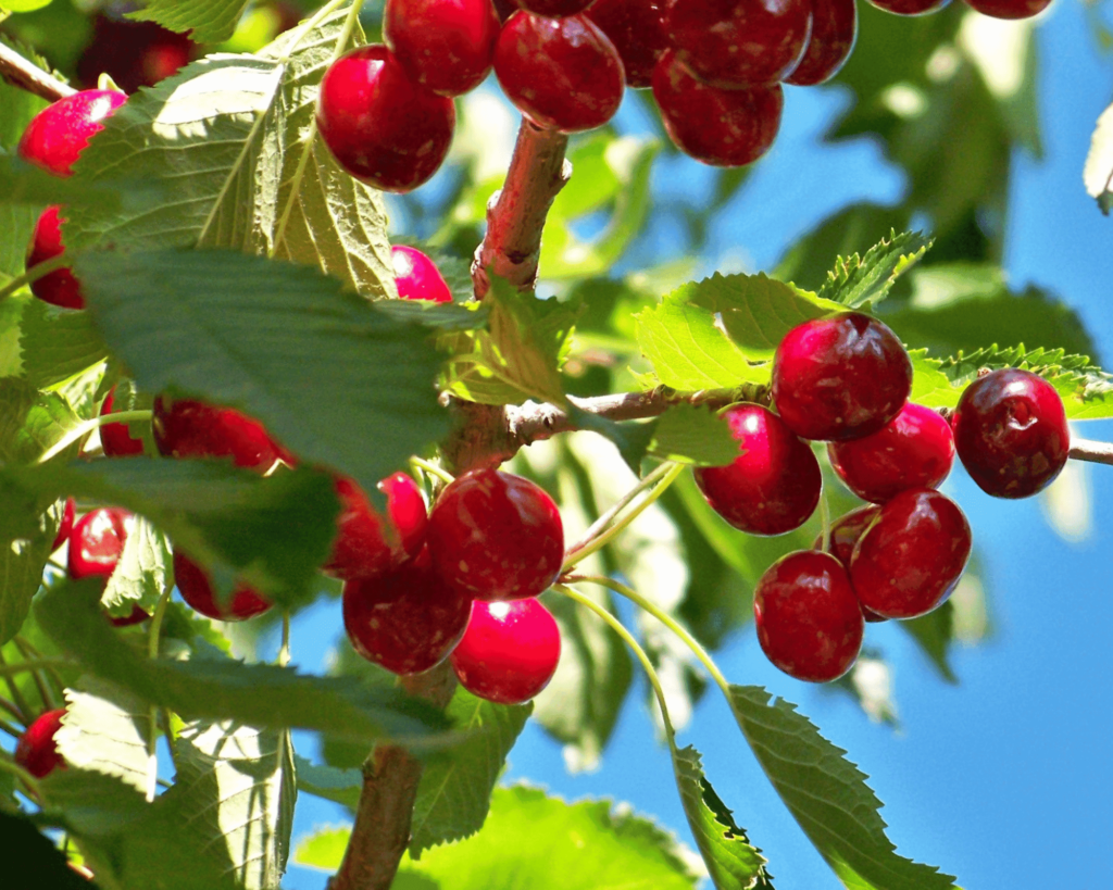 Les cerises comme aliment qui favorise le sommeil